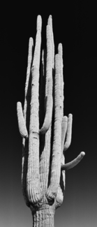 Happy Saguaro 