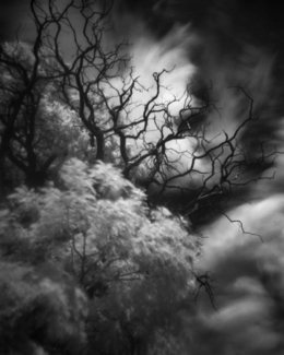 Lamy, NM- Pinhole Tree