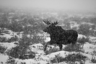 Blizzard Moose