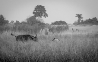 Confrontation