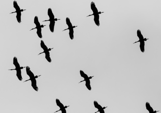 Formation