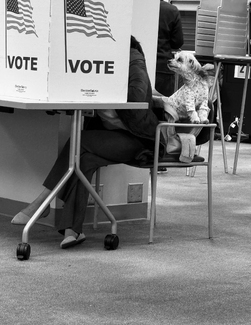 Voting for Dogs