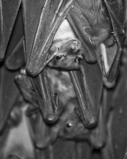 Batty