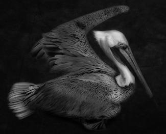Brown Pelican