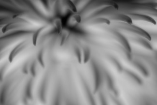 Spider Mum