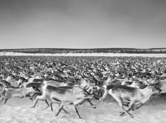 Reindeer Herd