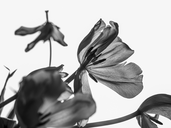 Entropy Study #20