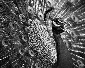 Courting