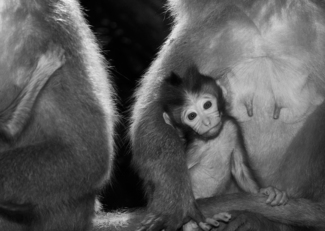 In Mother's Arms