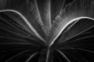Sago Palm