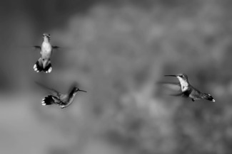 Aerial Ballet