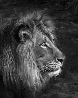 His Majesty