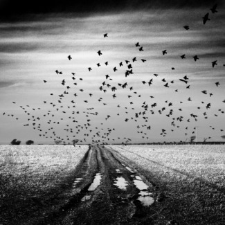 Starlings