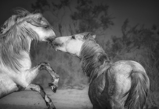 Sparring Stallions