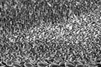 Mass of Knot
