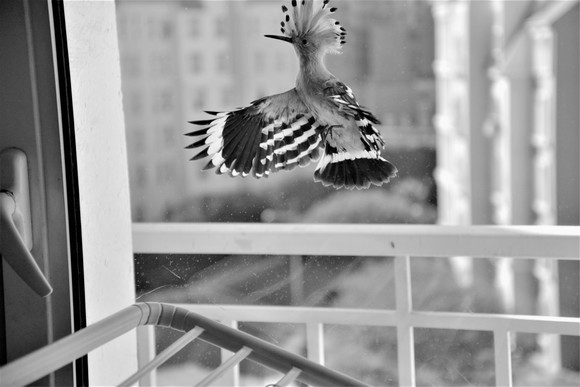 Hoopoe Flyby