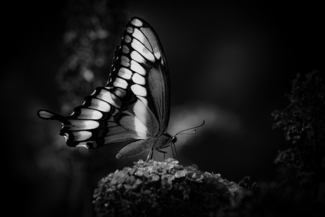 Monarch Butterfly