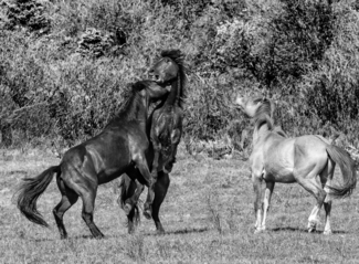 Horse Play