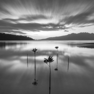 Mangroves Study 3, Triboa Subic Bay