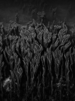 Seaweed