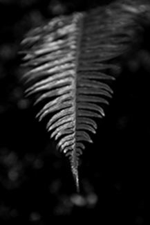 Untitled (2)
