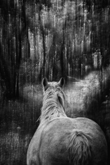 Among the Trees #4