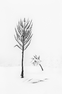 Solitude