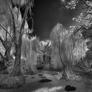Ponytail Palm