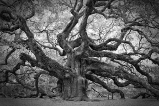 Angel Oak