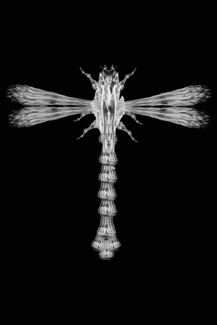 Dragon Fly