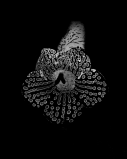 Wildflower