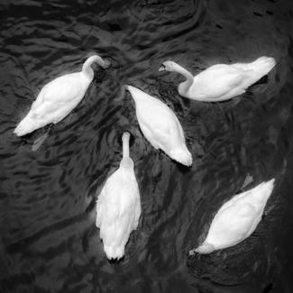 Swan Dance