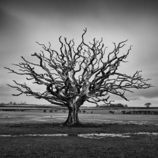Sian's Tree