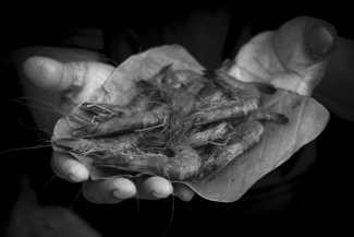 Declining Shrimp