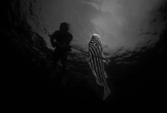 Sustainable Catch