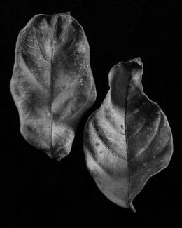Leaf 3