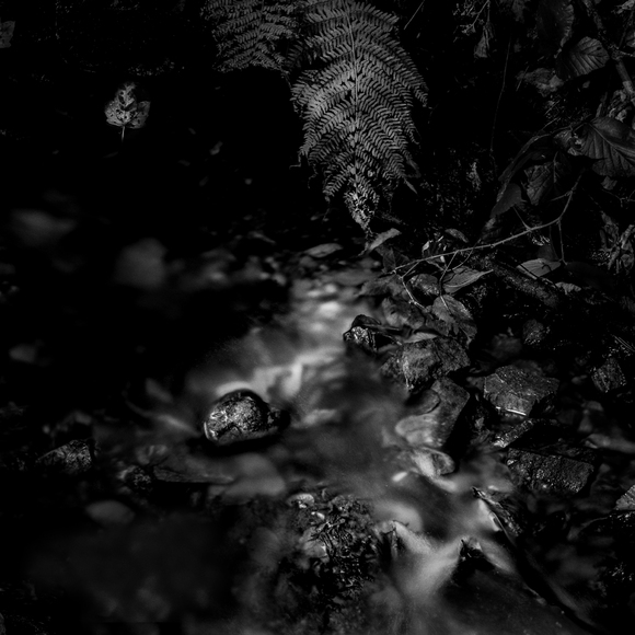 Deep in the forest