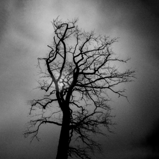 Winter Light