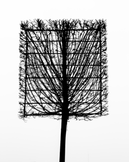 Spatula of tree