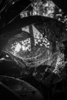 trough the spider's web