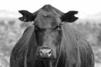 "Angry Cow"