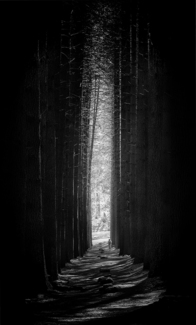 Dwarfed