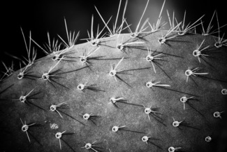 Cactus Textures