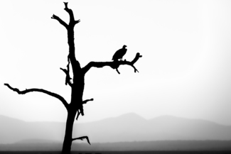 Vulture