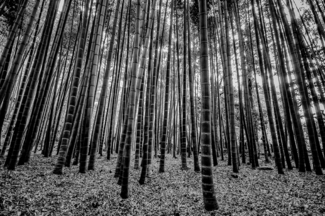 Bamboo