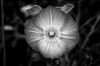 In Bloom