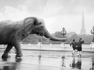 Lost Animals, Elephant