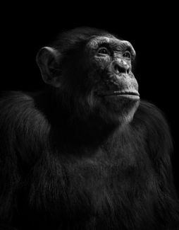chimpansee