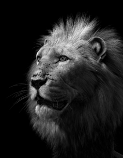 lion