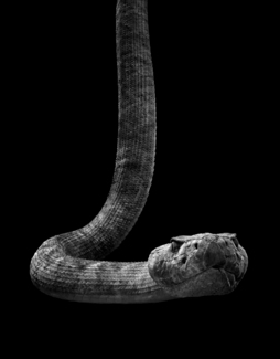 snake